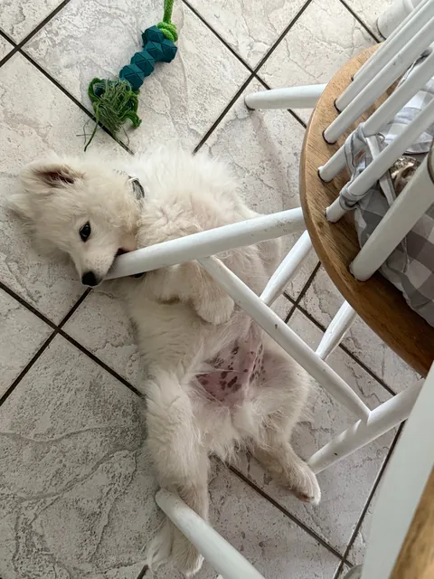 This is Glacier and he is the best little boy 🥲😊 a Samoyed about 12 weeks old