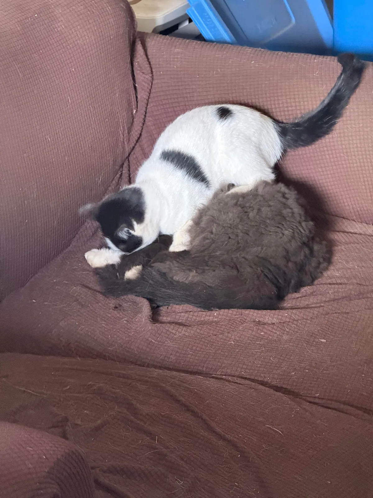 Pazuzu bothering Murphy when he was just trying to rest