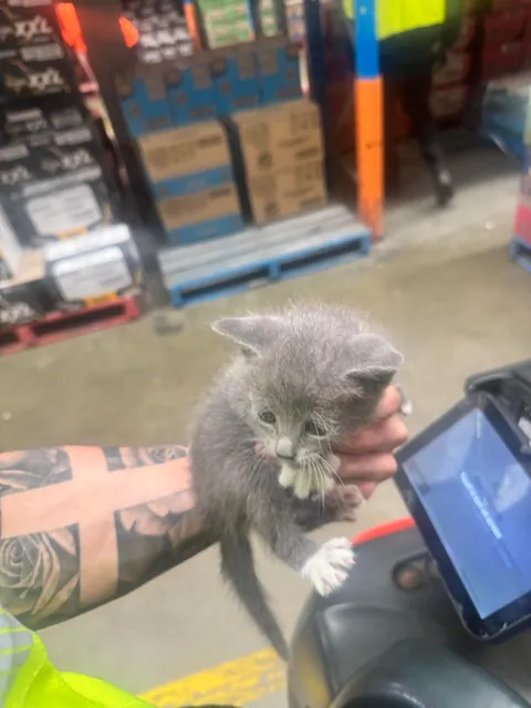 I found a pallet at work full of kittens under it today