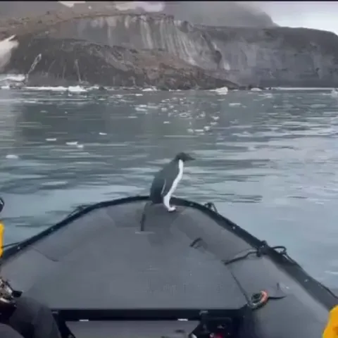 Adelie Penguin jumps in the boat, running away from a Leopard seal. He didn't want to go back in the water, so they brought him back to his friends..
