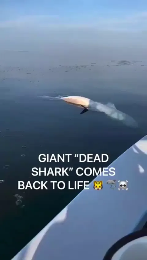 WHAT THE SHARK?!?! 🦈☠️