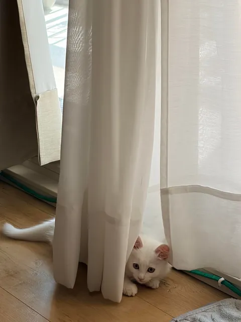 Met this little cotton ball the other day
