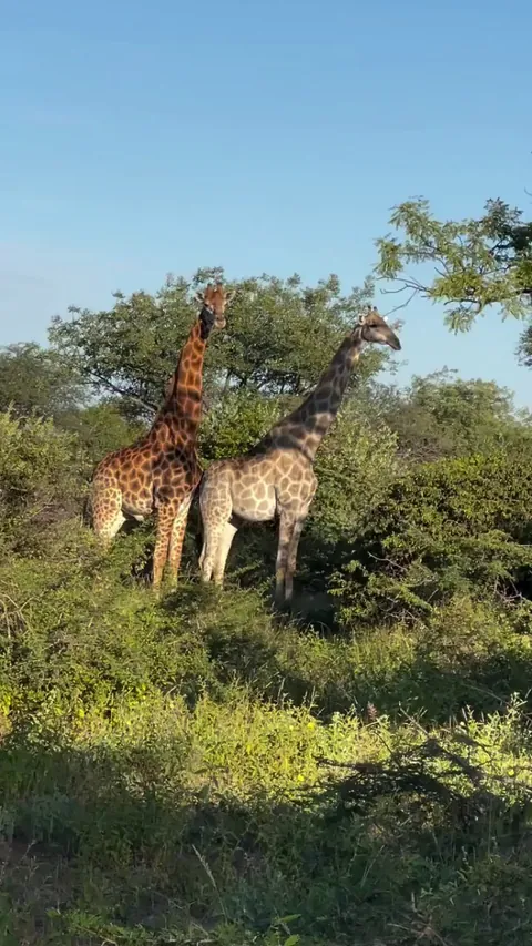 🔥 After a courtship that might take days and a prolonged pre-mounting ritual, a giraffe's mating act lasts but a second or two