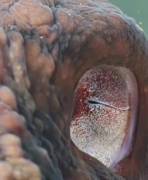 🔥close-up of an Octopus🐙