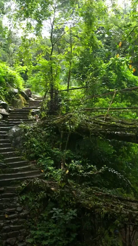 The root bridges of Meghalaya