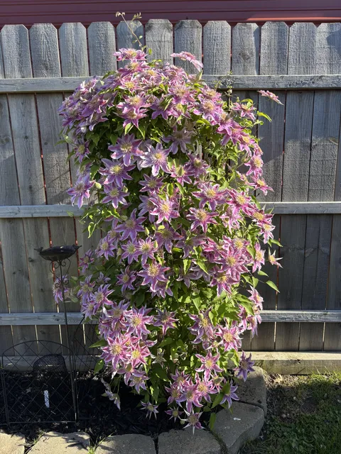 My Clematis is popping!