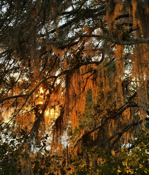 Spanish moss glowing during the sunset