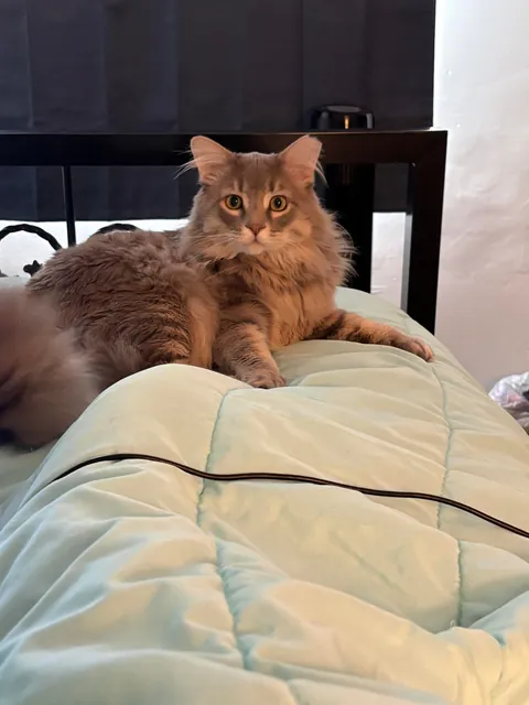Is it normal to think your cat is the cutest cat?