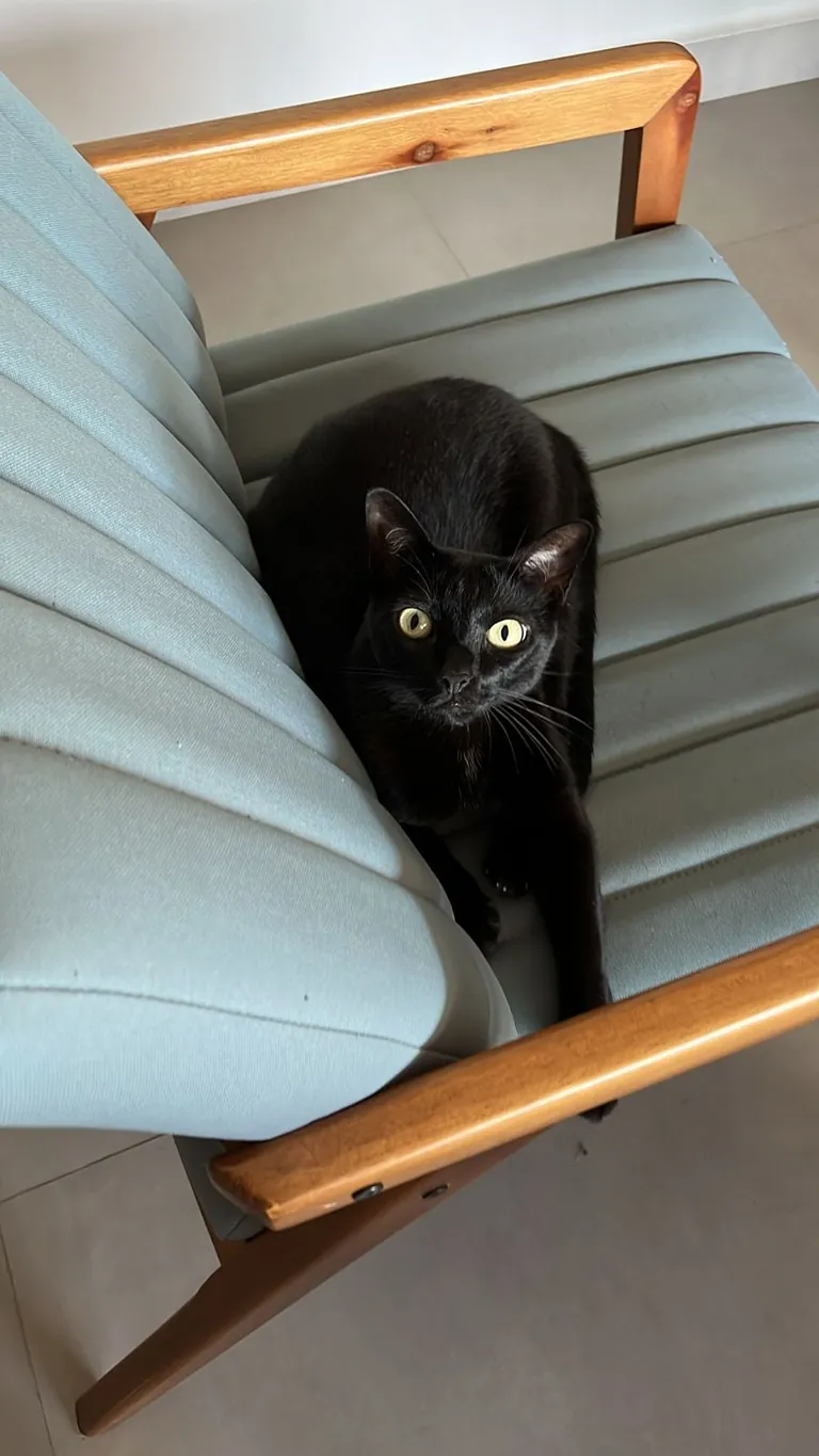 My kitten Jasmine, I rescued from the street when she was a baby, today she is 11 years old, she lives like a princess.