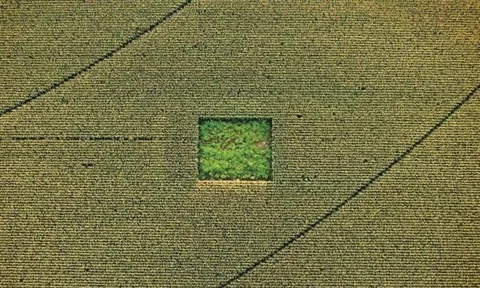 Cannabis garden in a cornfield