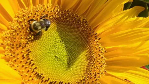 🔥 Pollinating 🔥