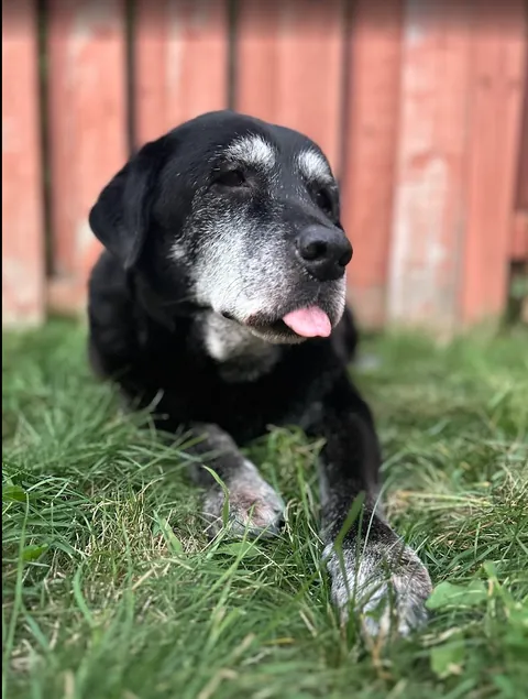 Marty McFly (14) isn't as fast as he used to be, nor can he hear too well, but don't let that fool you. He still knows the sounds treats make.