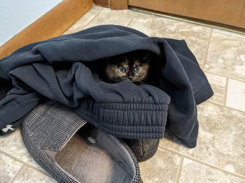 Update #2 - Elsa the ice princess is a celebrity!