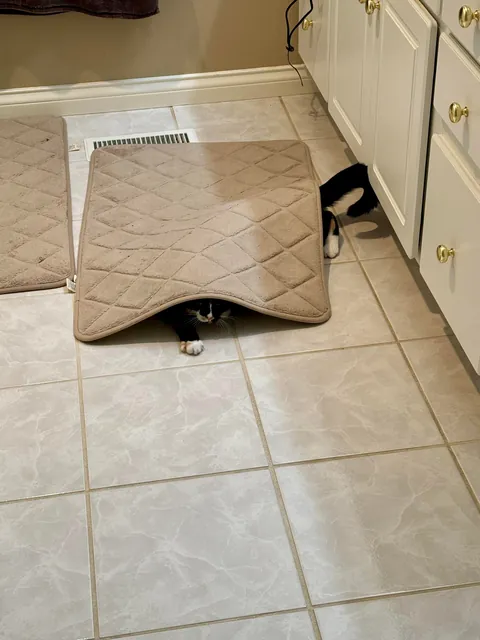 Worst. Assassin. Ever