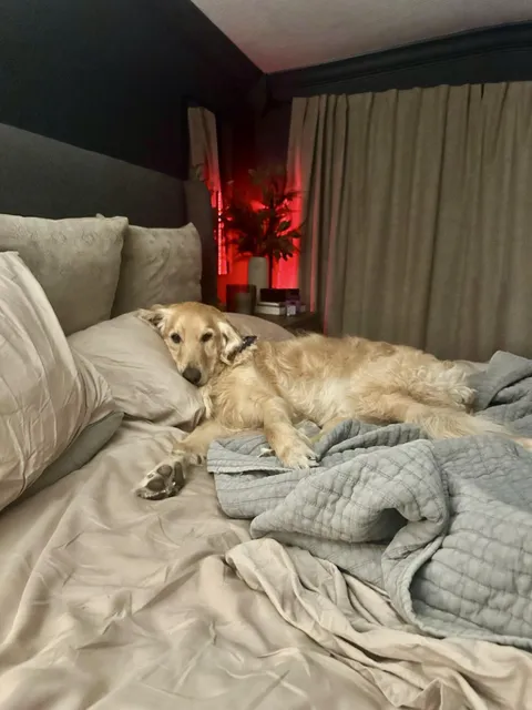 Proof that goldens are 80% love and 20% blanket hogs