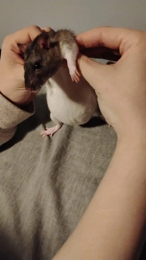 My girlfriend just got a new rat and it has grown unusually fat, bloated even. Is this cause for concern?