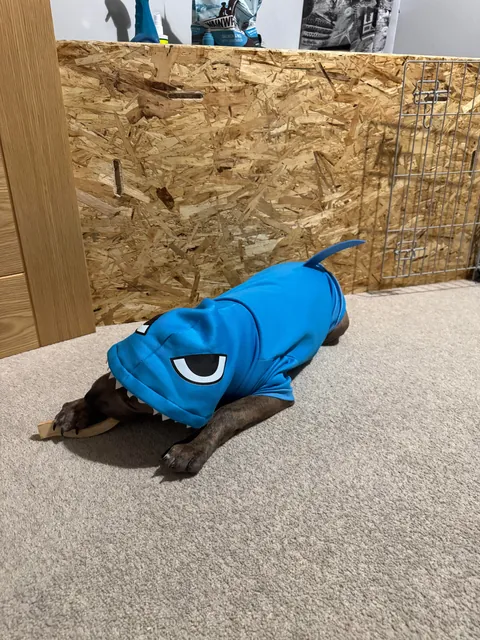 Land shark