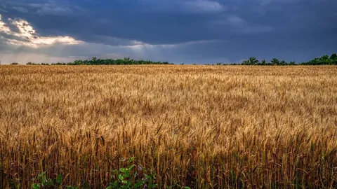 Early summer wheat field in Rural North Carolina. [OC] 2048x1152