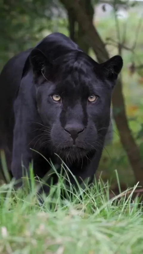 What it’s like to be stalked by a black jaguar
