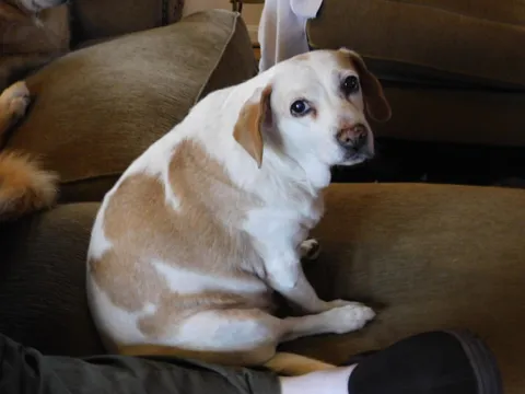 This G O O D G I R L needs your well wishes today, please frens all say good luck for surgery!