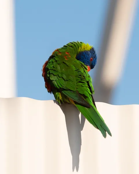 Photos from in and around Melbourne, Australia. 