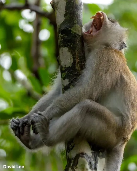 The finalists for the 2026 Nikon Comedy Wildlife Awards have officially been announced, bringing together some of the funniest and most perfectly timed moments from the animal kingdom