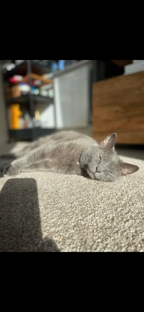 Palma crossed the rainbow bridge this afternoon 🌈 🐾