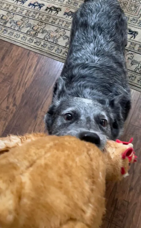 Jack is a very hard-working, handsome boy who herds chickens for a living.