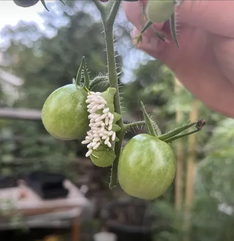 Tomato hornworm paralyzed and covered in wasp cocoons, forced to protect the parasites feeding off it