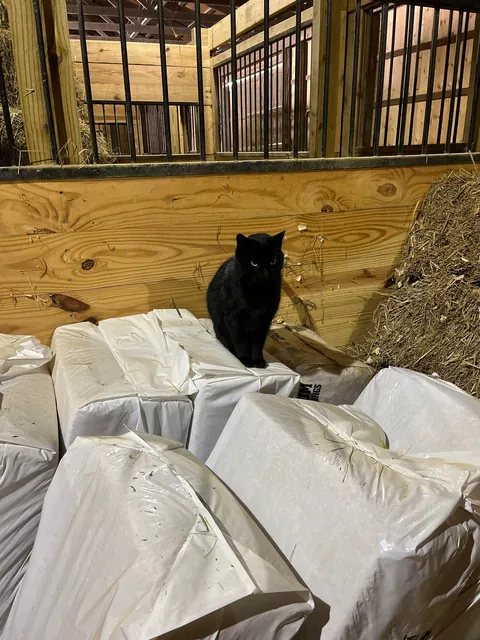 Never thought I’d like a cat until this one showed up around the barn. 