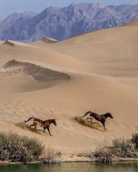 🔥 horses at a desert lake near Yazd, Iran
