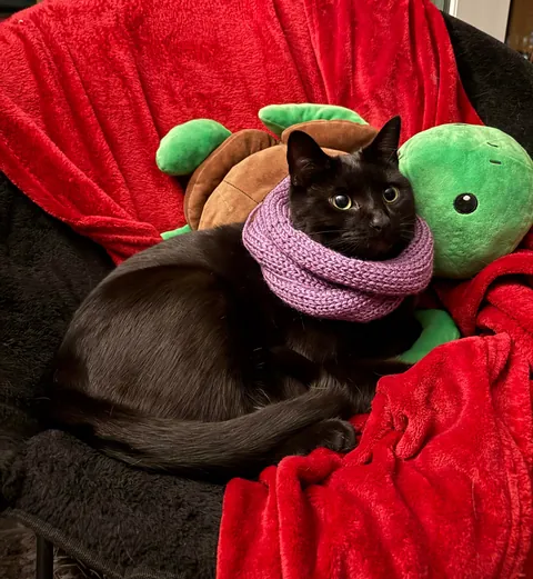 Accidentally made a scarf too small… turns out my cat loves it