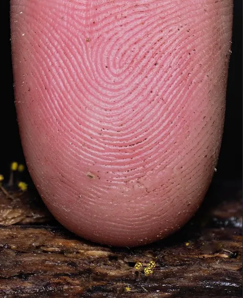 New Zealand photographer takes stunning photos of tiny mushrooms