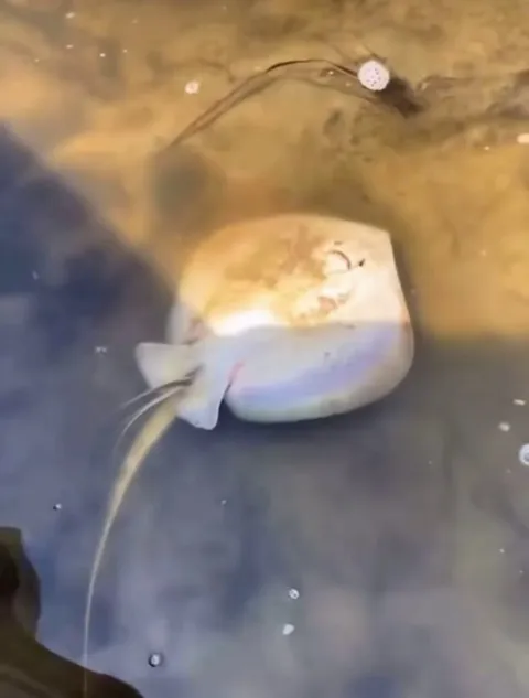 “You ever seen that before?”: Witnessing A Stingray Give Birth