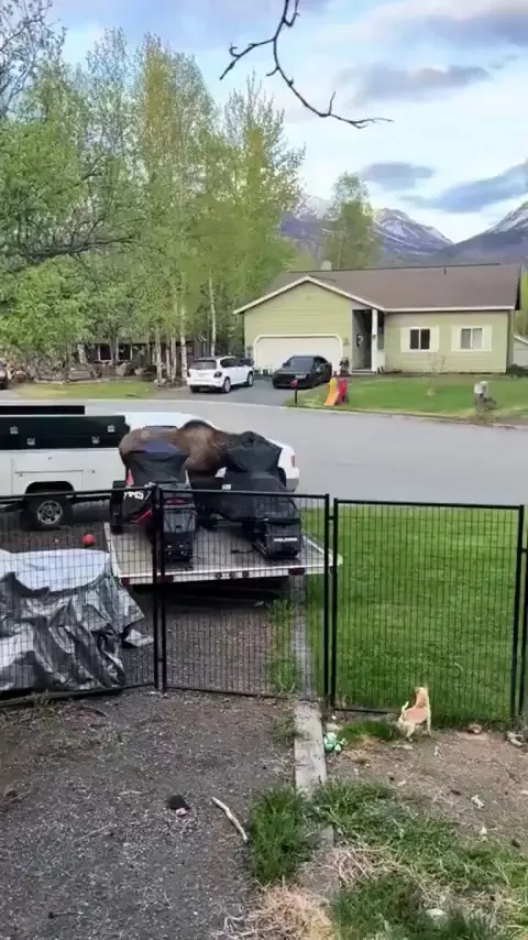 A moose is saved by a fence