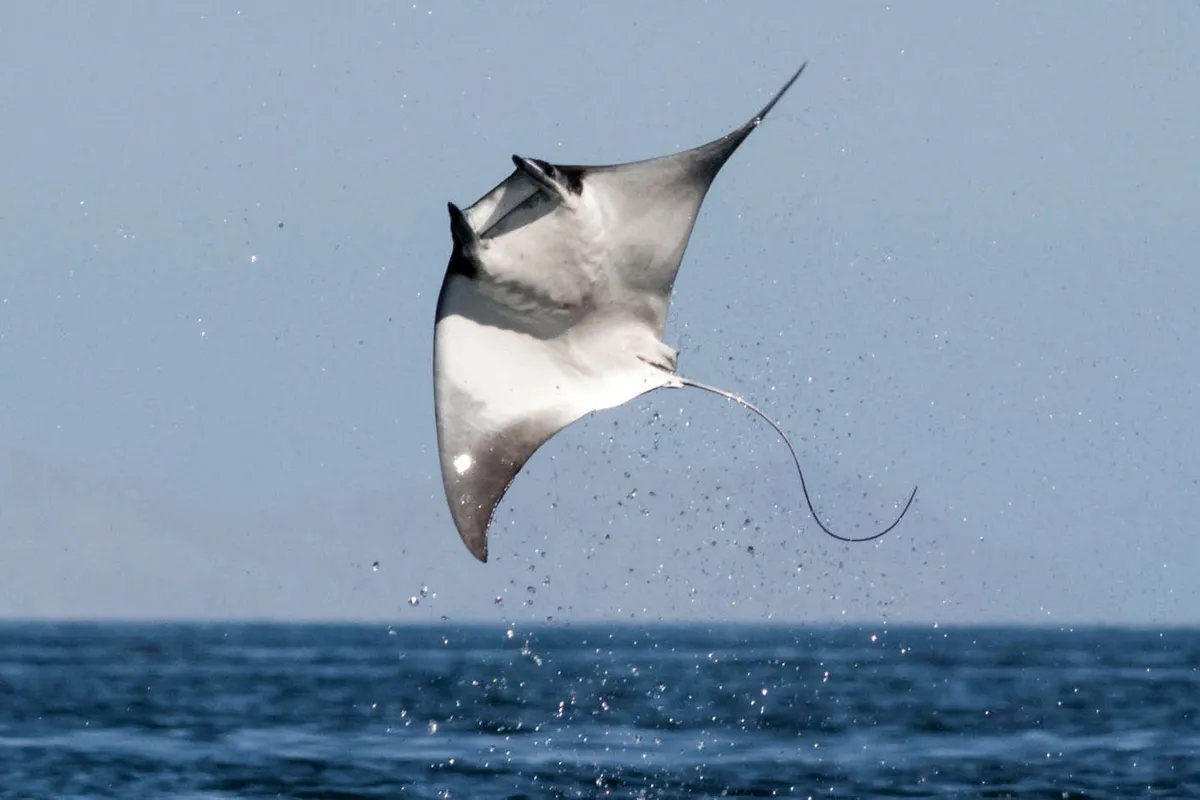🔥A manta ray leaping out of the water