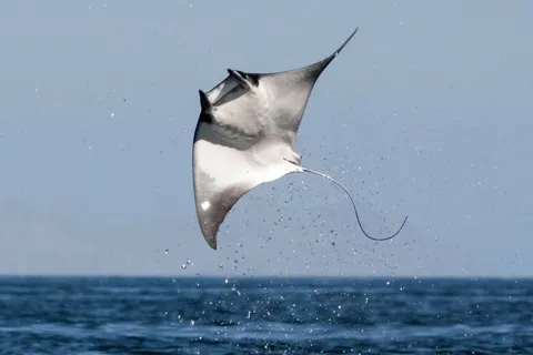 🔥A manta ray leaping out of the water