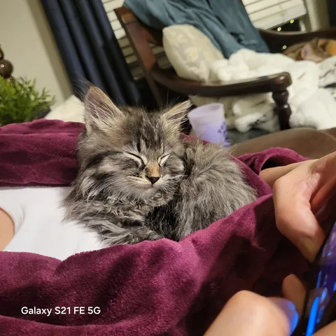 Rescued this guy behind a Costco hiding behind the trash compactor