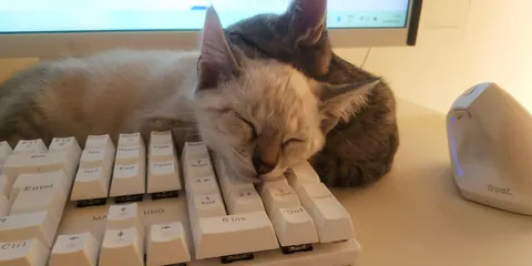 They can't press the keyboard because they are so small.