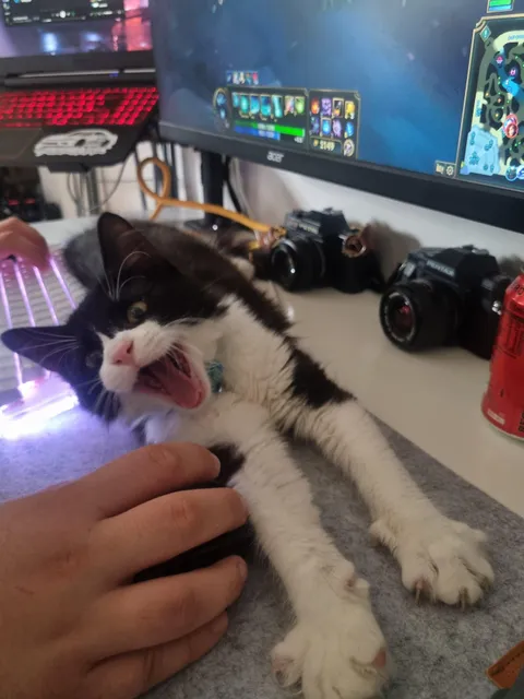 Kitten bites a LOT painfully (in a playful manner) - how can I get him to stop? Will this stop when he is neutered in October? (He's 4 months)