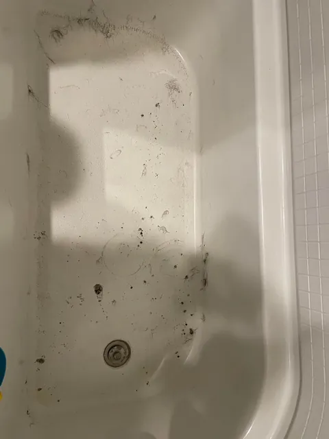 Please give your cat the occasional bath when they are kittens