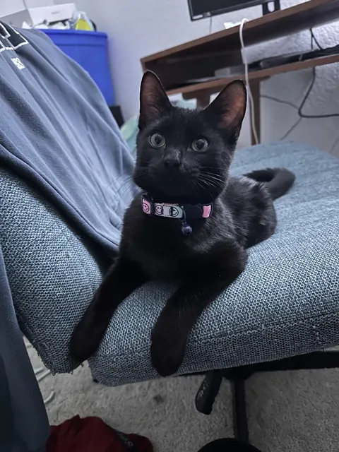 The sweetest baby showed up in my garage 2 weeks ago 🖤