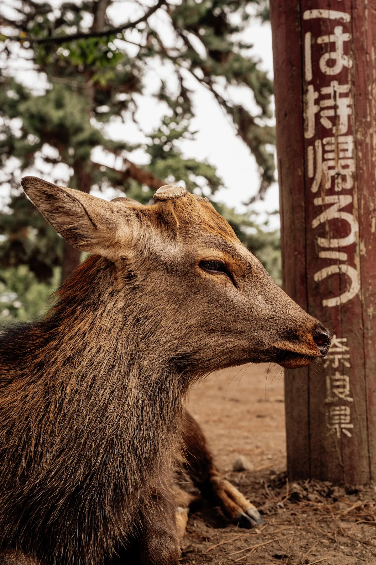 An incredible two weeks in Japan!