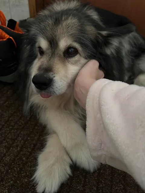 Our soon to be 14 year old ❤️