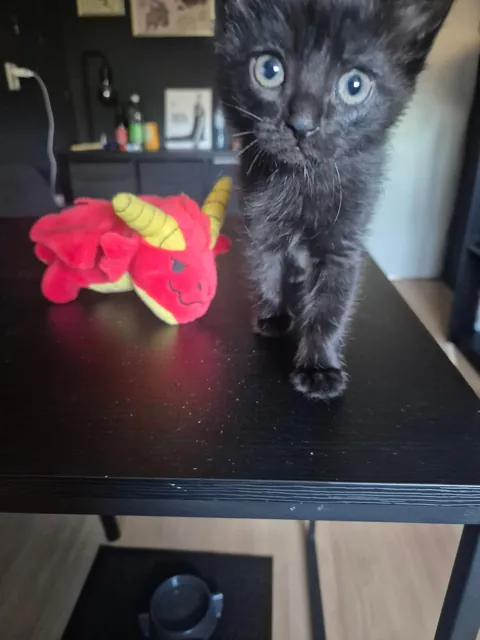 My void is 1! 🥳🥳