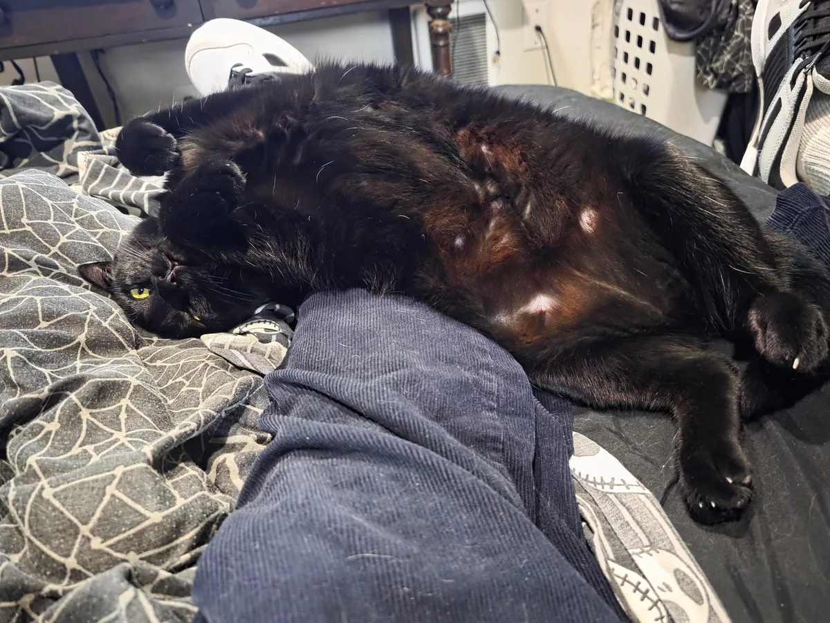 1 year with since I brought this girl home, pregnant with 5 kittens