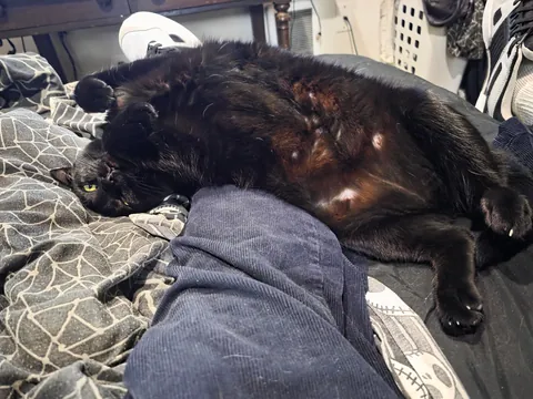 1 year with since I brought this girl home, pregnant with 5 kittens