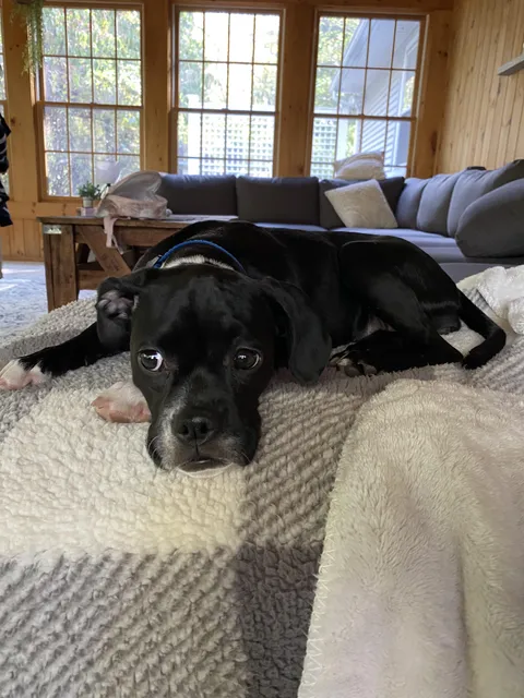 Meet Stella - my brand new Boxer-Pug rescue!!