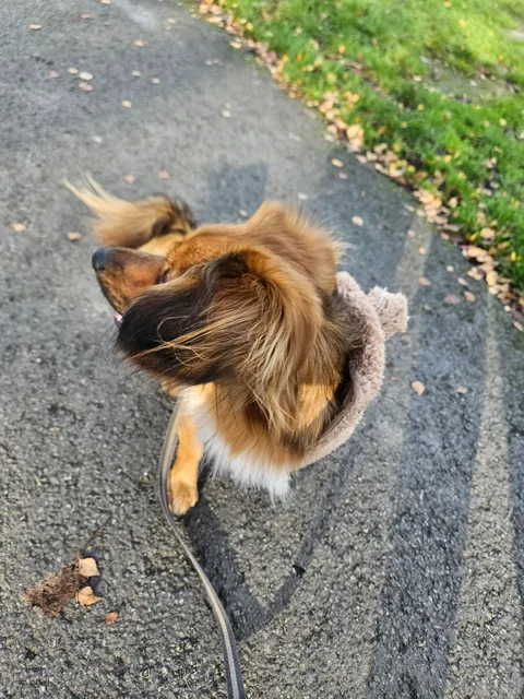 Contagious happiness in a small package