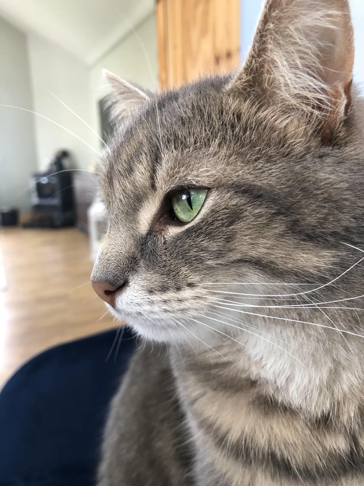 My cat passed away. I love him more than anything. He was the love of my life